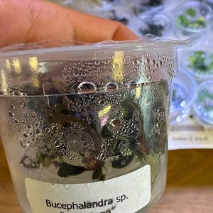 Könnte beinhalten: Ein durchsichtiger Plastikbehälter mit Wasserpflanzen. Das Etikett trägt die Aufschrift "Bucephalandra sp. 'Kedagang'". Die Pflanzen sind grün und violett, und der Behälter ist mit Kondenswasser bedeckt. Im Hintergrund sind weitere ähnliche Behälter zu sehen.
