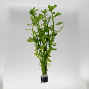 Bacopa Monnieri - Pianta viva per acquario - Pianta acquatica a stelo - Pianta d&#39;acqua dolce facile per acquari con piante acquatiche