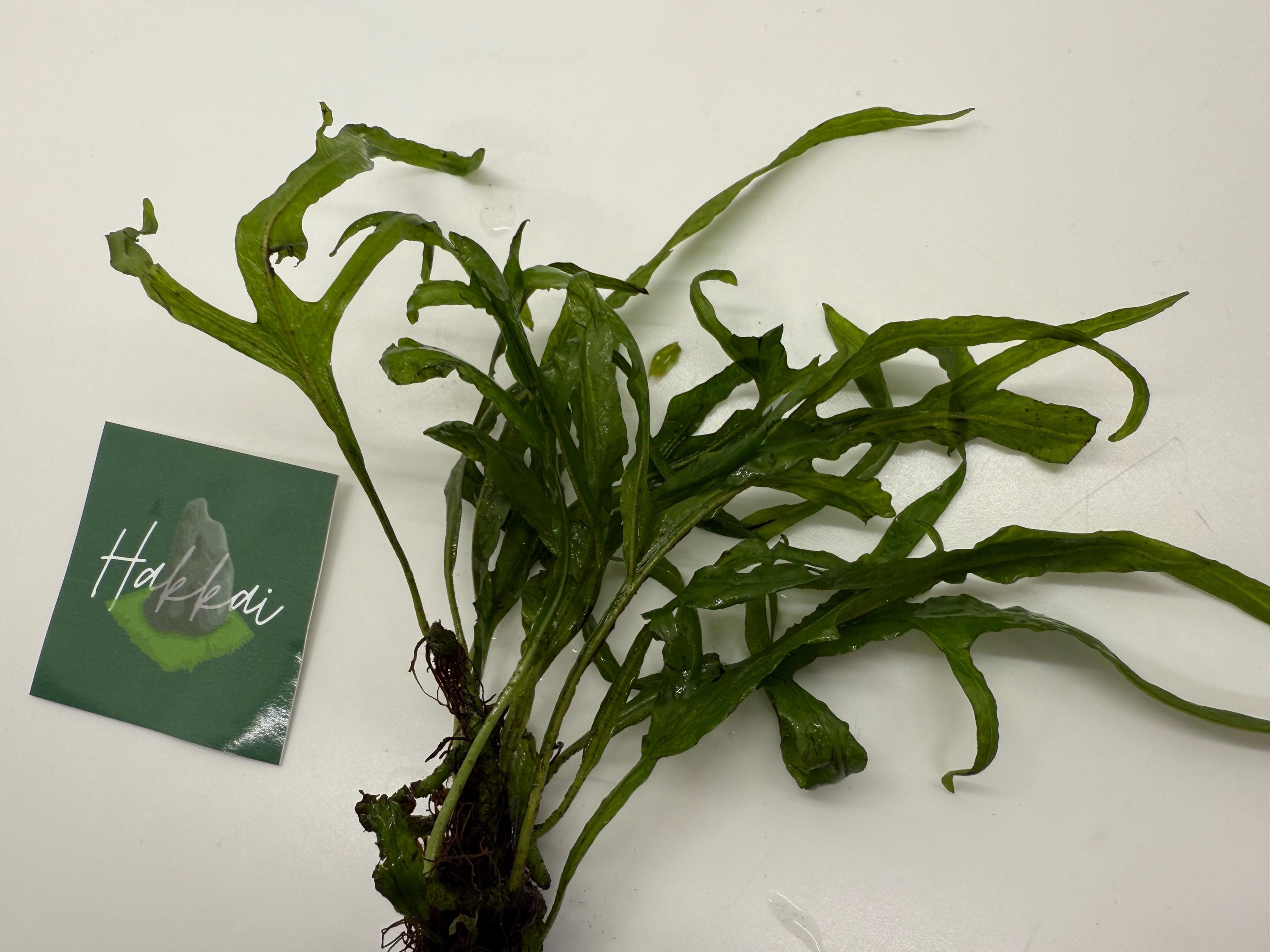 Trident Fern (microsorum Pteropus 'trident') - Unique Live Aquarium Plant -  Aquascape Aquascaping Epiphyte Aquatic Plant for Fish Tanks - Etsy