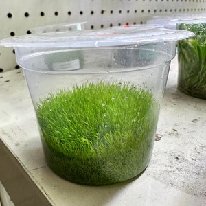 Utricularia Graminifolia Tissue Culture Live Aquarium Plant Aquascape Carnivorous Plant Aquatic Plant Terrarium Plant image 2