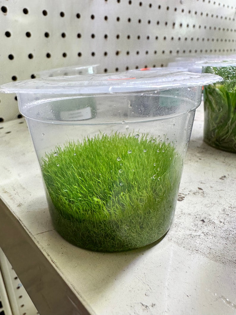 Utricularia Graminifolia Tissue Culture Live Aquarium Plant Aquascape Carnivorous Plant Aquatic Plant Terrarium Plant image 2