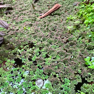 Azolla (Fairy Moss) - Freshwater Floating Aquatic Plant - Aquascape Planted Aquarium Floater Plant For Fish Tanks