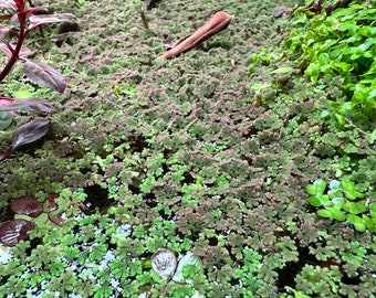 Azolla (musgo de hadas): planta acuática flotante de agua dulce - Planta flotante para acuarios Aquascape