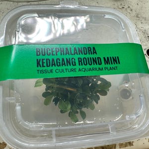 Könnte beinhalten: Ein durchsichtiger Kunststoffbehälter mit einer Bucephalandra Kedagang Round Mini Gewebekultur-Aquarienpflanze. Der Behälter hat ein grünes Etikett mit weißem Text. Die Pflanze hat kleine, grüne Blätter.