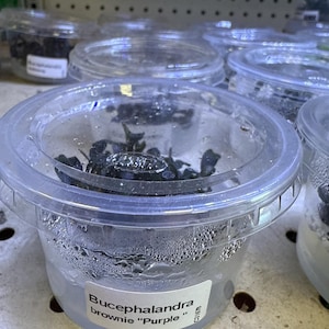 Könnte beinhalten: Nahaufnahme eines durchsichtigen Plastikbehälters, gefüllt mit Wasser und einer kleinen Menge dunkelgrüner Wasserpflanzen. Der Behälter hat ein weißes Etikett mit der Aufschrift "Bucephalandra brownie "Purple"".