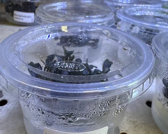 Bucephalandra Brownie “Púrpura” - Buce Purple Brownie Planta Acuática Epífita Planta de Acuario Terrario Paisaje Acuático Paisajismo Acuático Plantas de Vivarium