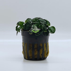 Könnte beinhalten: Eine kleine grüne Pflanze in einem schwarzen Plastiktopf mit einem braunen Netzeinsatz. Die Pflanze heißt "Hakkai" und ist eine beliebte Wahl für Aquarien.