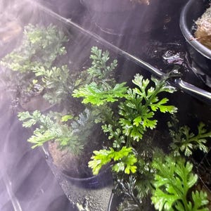 Mini Bolbitis Potted | Dwarf Water Fern | African Water Fern | Bolbitis heteroclita ‘Difformis’ - Aquarium Plant Epipyte Aquascape Terrarium
