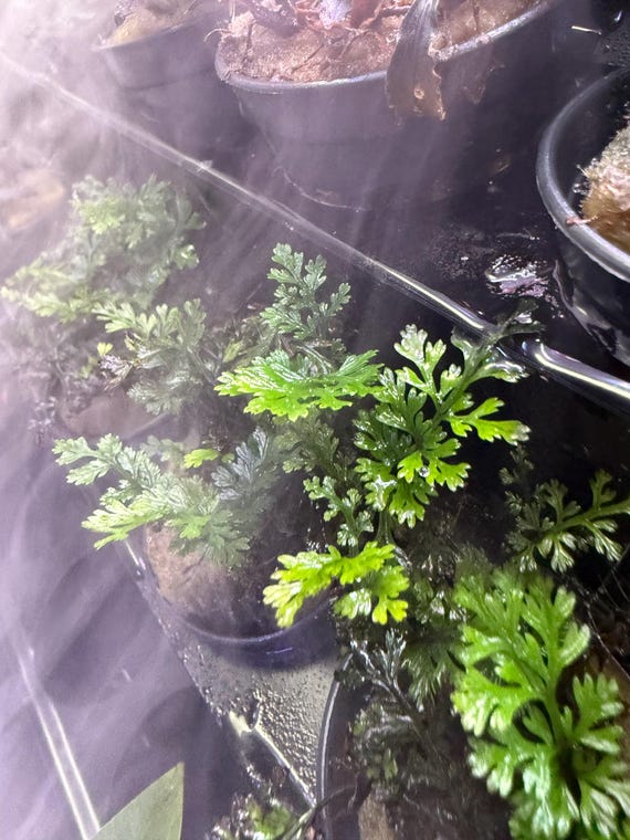 Mini Bolbitis Potted | Dwarf Water Fern | African Water Fern | Bolbitis heteroclita ‘Difformis’ - Aquarium Plant Epipyte Aquascape Terrarium