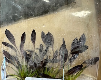 エキノドルス「アフレイム」パープルナイトソードプラント - アフレイムアマゾンソード組織培養水生植物 - アクアスケープ水草水槽 - 水槽用植物