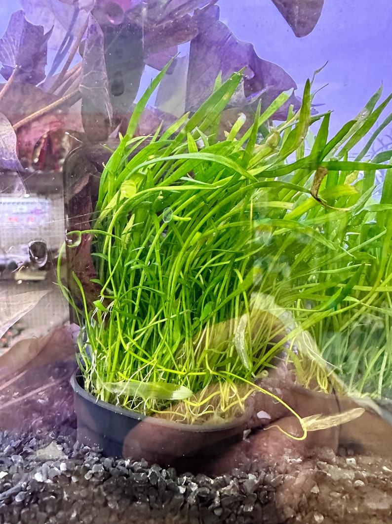 Potted Fish Potted Micro Sword - Live Aquarium Plant (lilaeopsis Brasiliensis ...