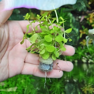 Creeping Jenny Seeds - Etsy Ireland