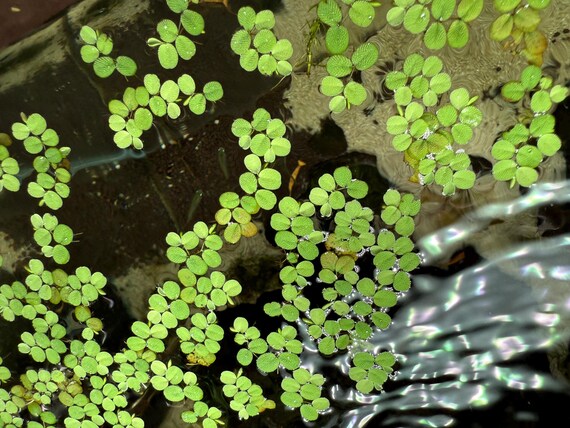Live Salvinia Natans - Floating Aquarium Plant for Freshwater Tanks - Aquascape Floater Plant - Aquascaping Aquatic Plant