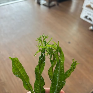 Puede incluir: Un letrero de madera rústica con el texto "Welcome to our home" en un estilo manuscrito. El letrero presenta un acabado envejecido y un diseño simple y acogedor, ideal para la decoración de la entrada.