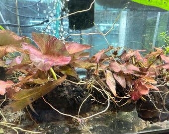 Nymphe Rote Lilien-Blumenzwiebel-Pflanze (Nymphaea spp.) - Lebende Wasserpflanze - Einfache Low-Tech-Aquarium-Pflanze - Süßwasser-Lilienpflanze für Aquarien