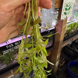 Limnophila Belem | Compact, Lush Midground Aquatic Plant | Freshwater Aquarium Stem Plant - Aquascape Aquarium Plant Aquascaping Fish Tank