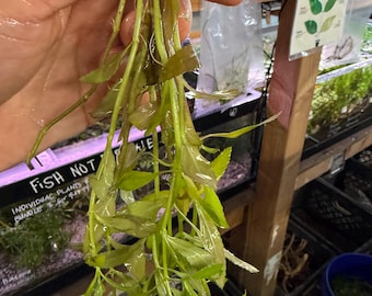 Limnophila Belem | Compact, Lush Midground Aquatic Plant | Freshwater Aquarium Stem Plant - Aquascape Aquarium Plant Aquascaping Fish Tank