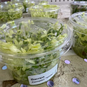 Op de afbeelding: Verschillende doorzichtige plastic bakjes gevuld met groene waterplanten, met het label "Bacopa Compact 'White'". De planten hebben kleine, lichtgroene bladeren. De bakjes staan op een lichtgekleurd oppervlak.