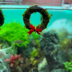 May include: A small green moss wreath with a red bow, hanging in a fish tank.