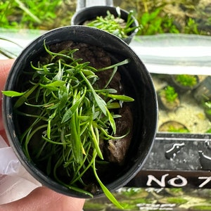 Puede incluir: Primer plano de una maceta de plástico negra llena de plantas acuáticas verdes. Las plantas están densamente agrupadas y parecen crecer en un ambiente húmedo.