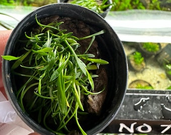 Cryptocoryne Parva - Potted Live Aquarium Plant - Crypt Plant - Easy Low Tech Aquatic Plant Aquascape Aquascaping Fish Tank Plants