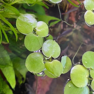 Amazon Frogbit Floater Plant | Live Floating Aquarium Plant | Natural Shade for Betta, Shrimp & Fry | Limnobium laevigatum