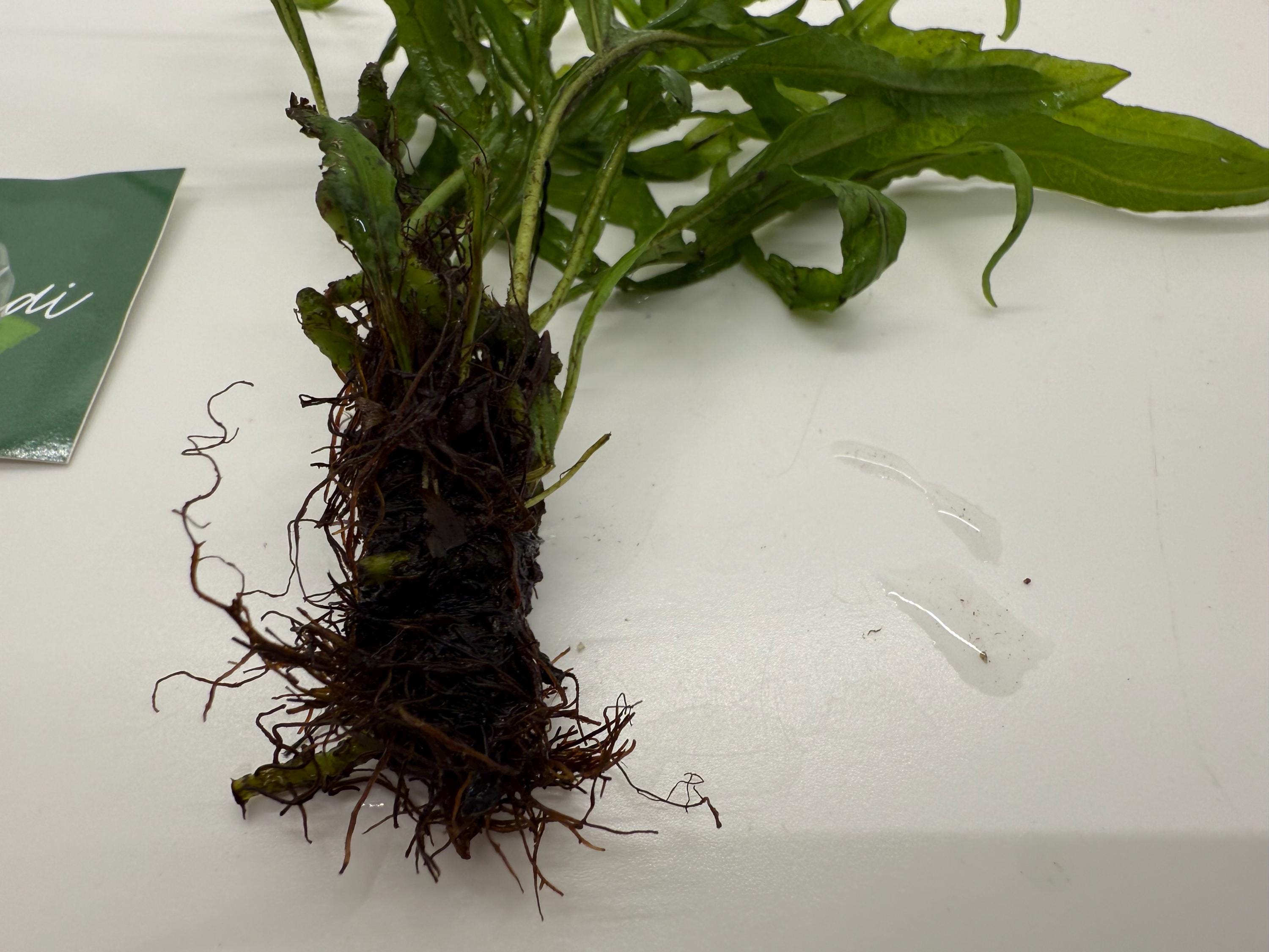 Trident Fern (microsorum Pteropus 'trident') - Unique Live Aquarium Plant -  Aquascape Aquascaping Epiphyte Aquatic Plant for Fish Tanks - Etsy