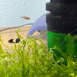 Süsswassertang Moos - Üppige, einfache Wasserpflanze für Garnelen & Nano-Becken - Pellia Moos Leberblümchen Aquarienpflanze Aquascape