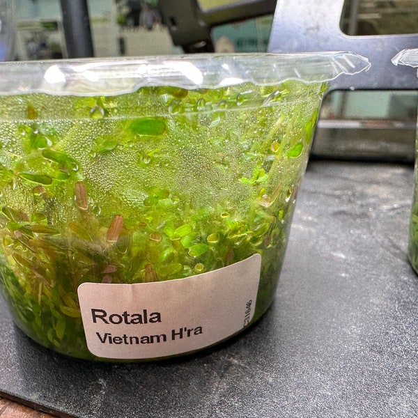 Rotala H’ra Tissue Culture - Stunning Orange-Red Aquarium Plant - Aquascape Stem Plant - Aquatic Plant