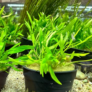 Cryptocoryne Lucens in vaso (Crypt Lucens) - Pianta acquatica a bassa tecnologia - Pianta per acquari per facili paesaggi acquatici Terrari Acquari
