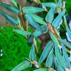 Floating Bamboo - Hygroryza Aristata - Aquatic Plant - Easy Floater Plant For Aquarium Aquascape Aquascaping Fish Tank Floating Plant