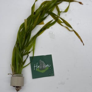 May include: A bunch of green aquatic plants in a brown pot with a white label that says "Hakkai".
