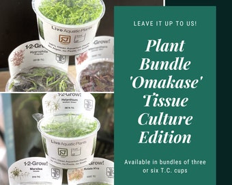 Deluxe Aquarium Plant Collection - Tissue Culture Omakase Set by Hakkai For Aquascape