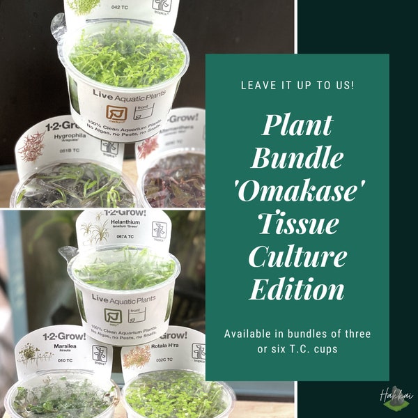 Deluxe Aquarium Plant Collection - Tissue Culture Omakase Set by Hakkai For Aquascape