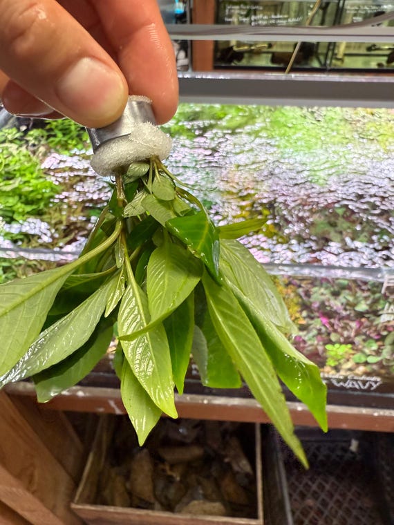 Hygrophila Corymbosa Compacta | Compact Temple Plant, Mini Giant Hygro, Aquatic Stem Plant for Aquascapes & Aquariums | HakkaiSD