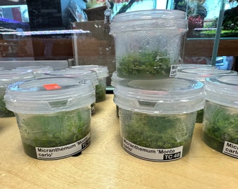 Micranthemum ‘Monte Carlo’, una pianta tappezzante per acquario di alta qualità, ideale per l'aquascaping.