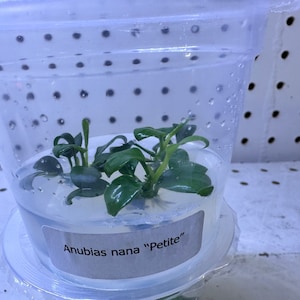 Anubias Nana Petite Gewebekultur - Ideal für Nano Tanks - Epiphyten Aquascape Pflanze - Aquarienpflanze - Terrarienpflanze - Anubias Aquatic