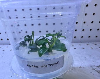 Anubias Nana Petite Tissue Culture - Ideal for Nano Tanks - Epiphyte Aquascape Plant - Aquarium Plant - Terrarium Plant - Anubias Aquatic