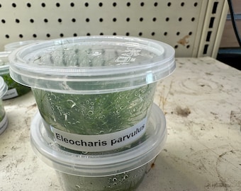 Eleocharis Parvula Tissue Culture - Vibrant Aquarium Grass - Aquascape Foreground Plant - Aquarium Plant - Carpeting Aquatic Plant