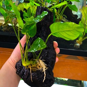 May include: A dark brown, textured, volcanic rock with a green plant growing out of it. The plant has long, thin stems and large, green leaves.
