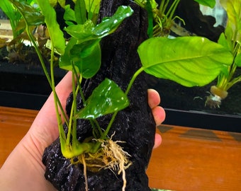 流木に植えたアヌビアス・バルテリ - すぐに設置できる水槽用水草装飾 - アクアスケープ アクアスケープ 水草水槽 ナチュラルデコレーション 木製