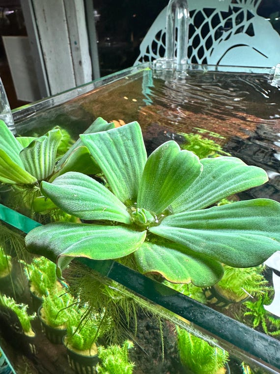 Water Lettuce (Pistia stratiotes) – Live Floating Aquatic Plant – Ideal for Ponds & Aquariums - Floater Plants For Freshwater Fish Tanks