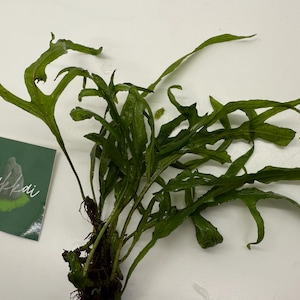 Könnte beinhalten: Nahaufnahme einer grünen Pflanze mit langen, strukturierten Blättern. Die Pflanze hat ein dunkelbraunes Wurzelsystem. Eine kleine grüne Karte mit dem Wort "Hakkai" ist sichtbar.