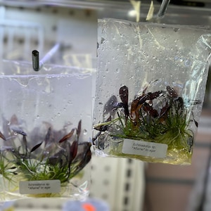 Echinodorus sp. “Aflame” in Agar - Lebendige Aquarienpflanze - Gewebekultur Wasserpflanze - Aquascape Aquascaping Aquarium Süßwasserpflanze