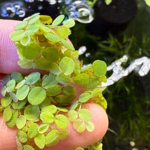 Op de afbeelding: Een close-up van een bosje heldergroene, ronde, getextureerde bladeren. De bladeren zitten dicht bij elkaar en lijken waterplanten te zijn.