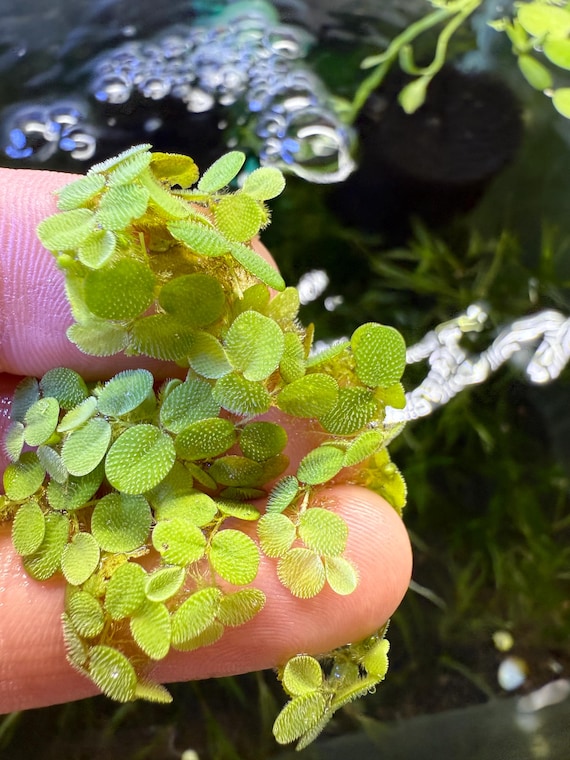 Salvinia Natans - Floating Aquarium Plant - Aquascape Planted Tank Floater Plant - Aquatic Plants