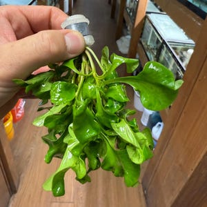 Ludwigia peruviana a mazzi / Primula d&#39;acqua / Portulaca palustre / Portulaca d&#39;acqua / Pianta acquatica a stelo - Pianta d&#39;acquario per vasche Aquascape