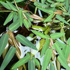 Planta de Bambu Flutuante (Hygroryza Aristata) – Adição Aquática Exuberante e de Fácil Cultivo - Grama Aquática Asiática - Planta Flutuante para Aquários ou Lagos