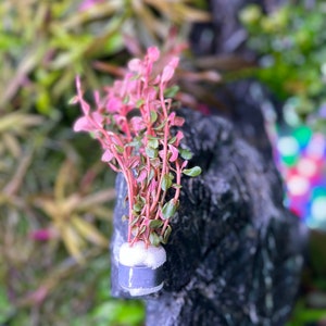 Könnte beinhalten: Eine kleine Pflanze mit roten Stielen und grünen Blättern wächst in einem weißen Schaumstoffbecher. Die Pflanze ist an einem dunkelgrauen Stein befestigt.