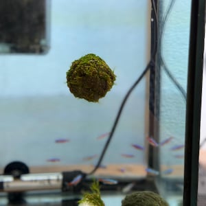 Schwimmender Moosball mit Anker Rock - Einzigartige Aquarium Dekoration - Aquascaping Schwimmpflanze - Aquarienpflanze Einfach Wasserpflanze Weihnachtsmoos